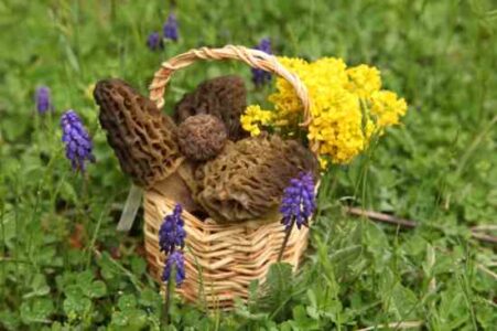 Cream of Morel Soup Recipe Image